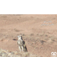 گونه بالابان Saker Falcon